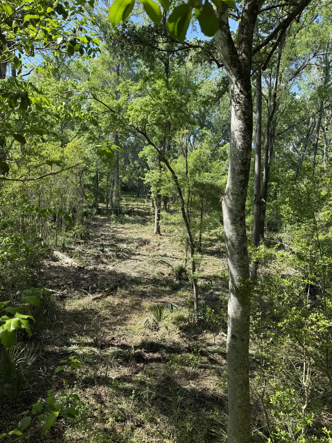 Opened woods hung with Spanish moss after selective clearing