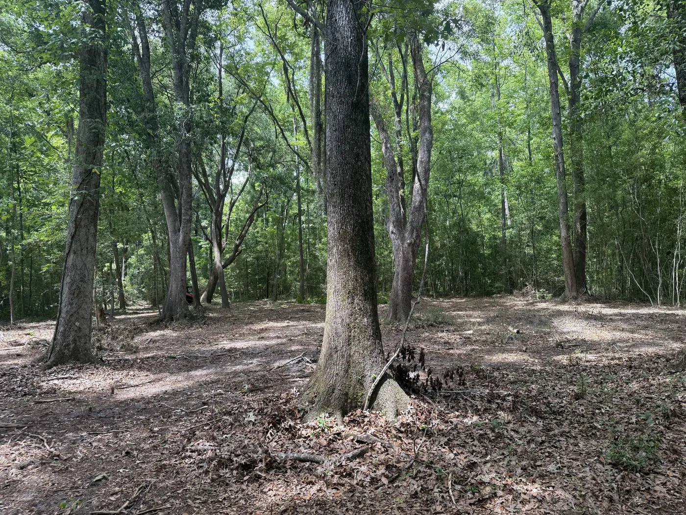 Cleared understory with fresh mulch and mature trees left standing