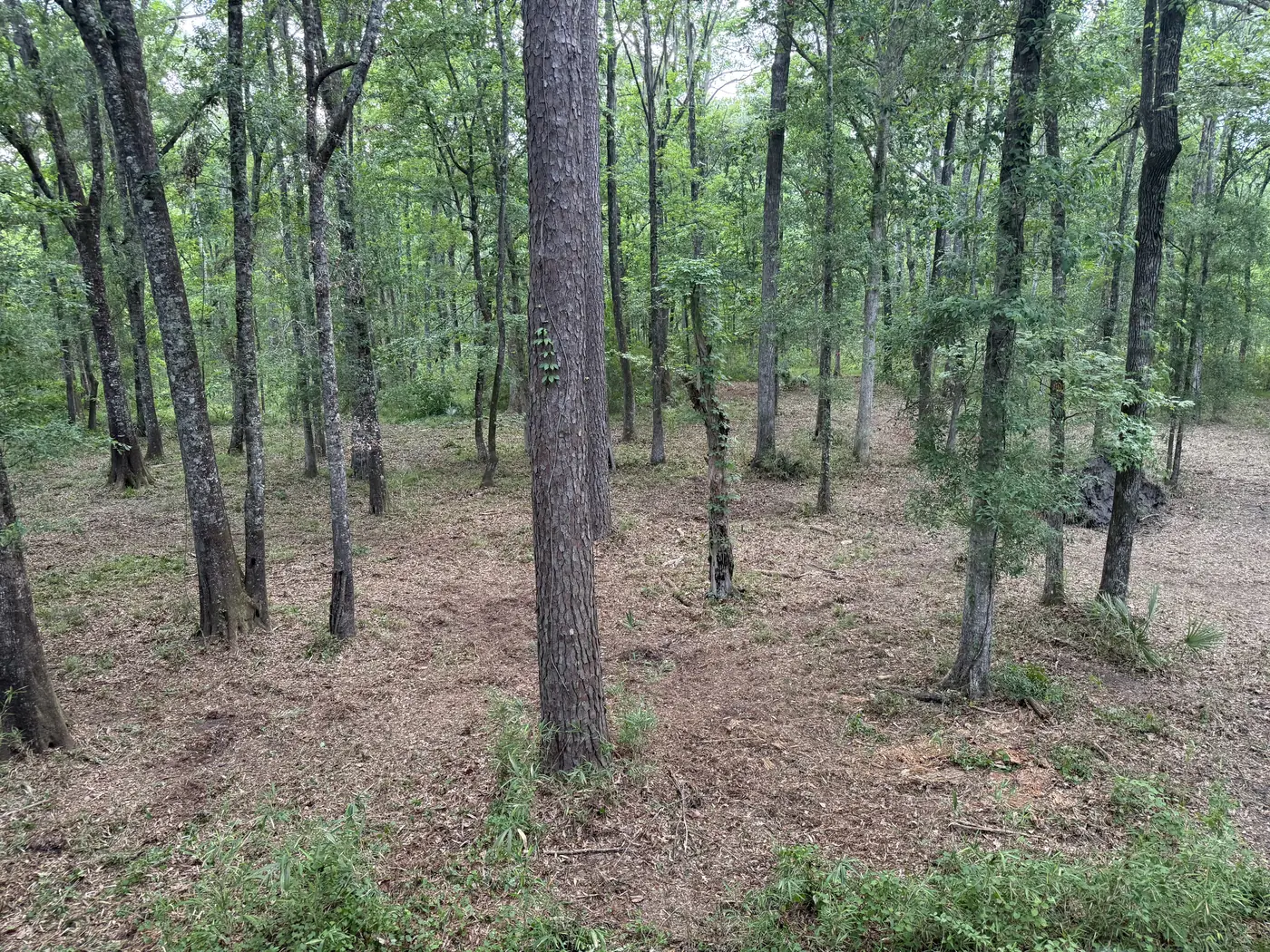 Woods floor cleared and mulched, mature trees left standing