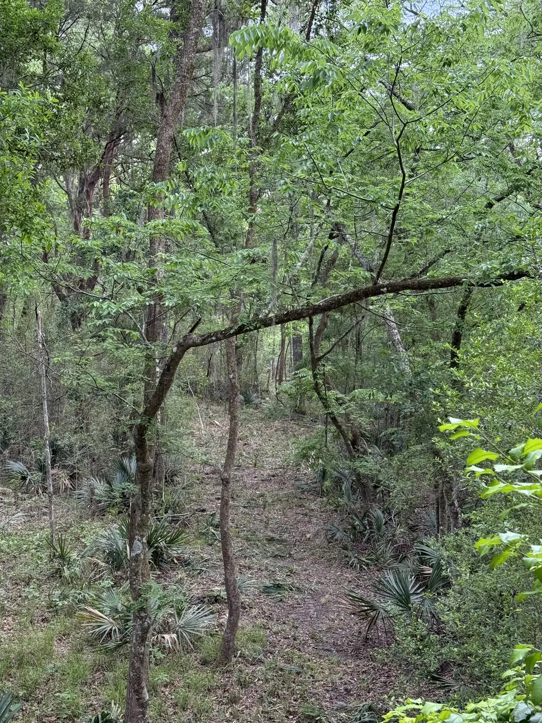 Thick Lowcountry brush and understory before clearing