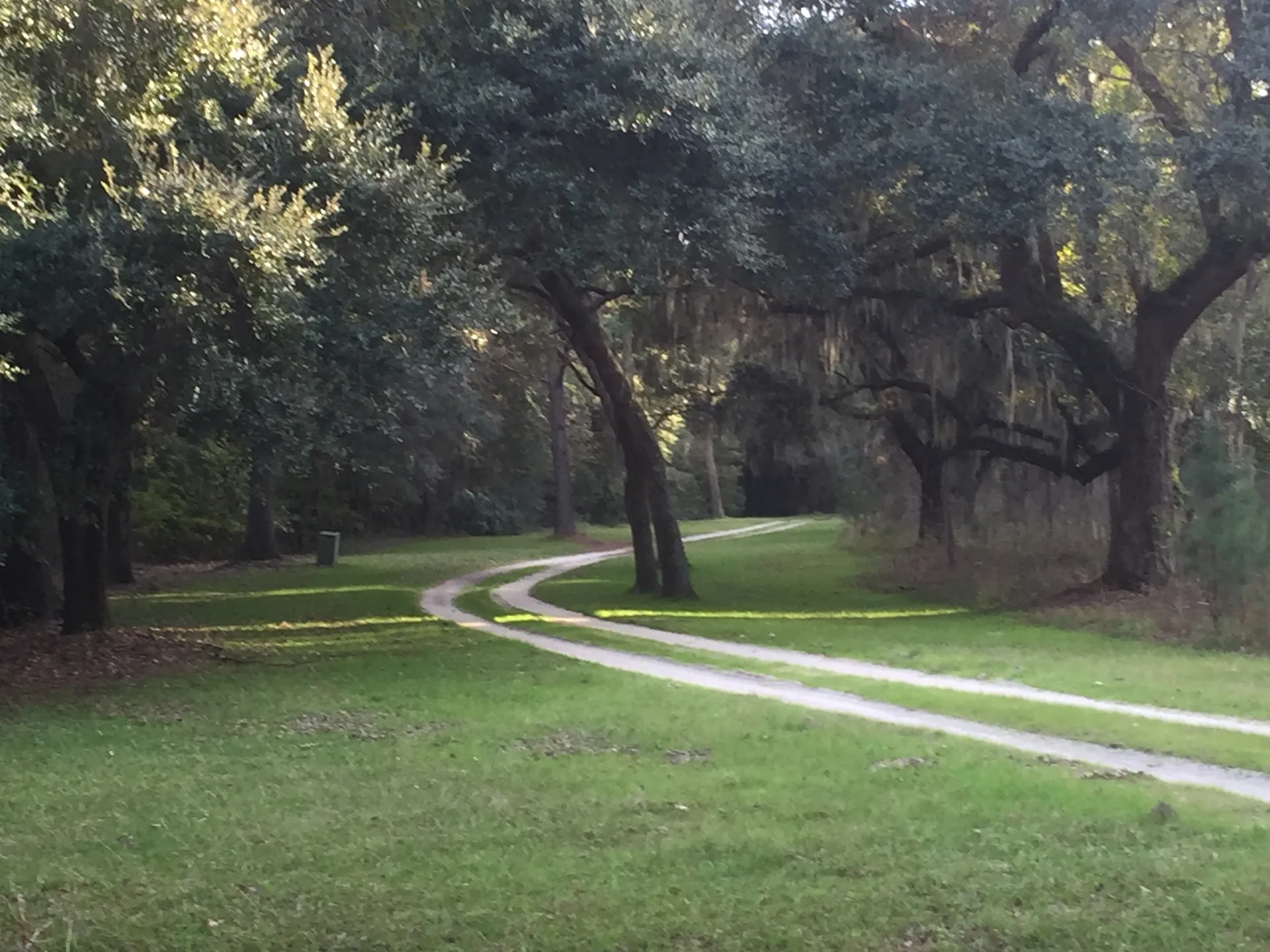 Mowed field and lane running beneath live oaks in the South Carolina Lowcountry