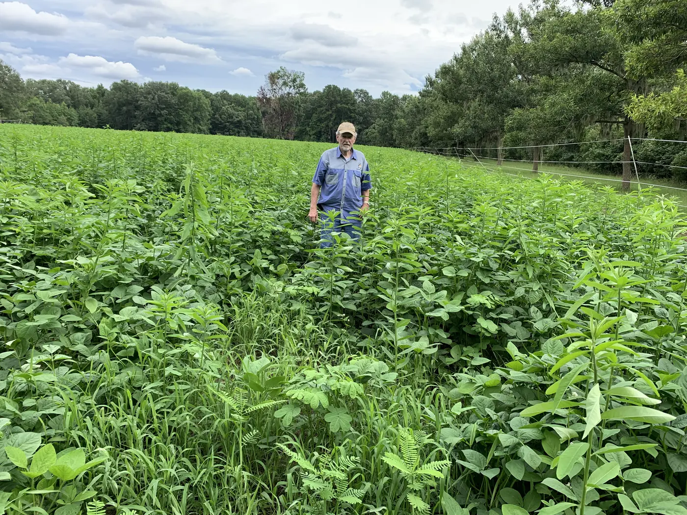 A food plot up thick and green