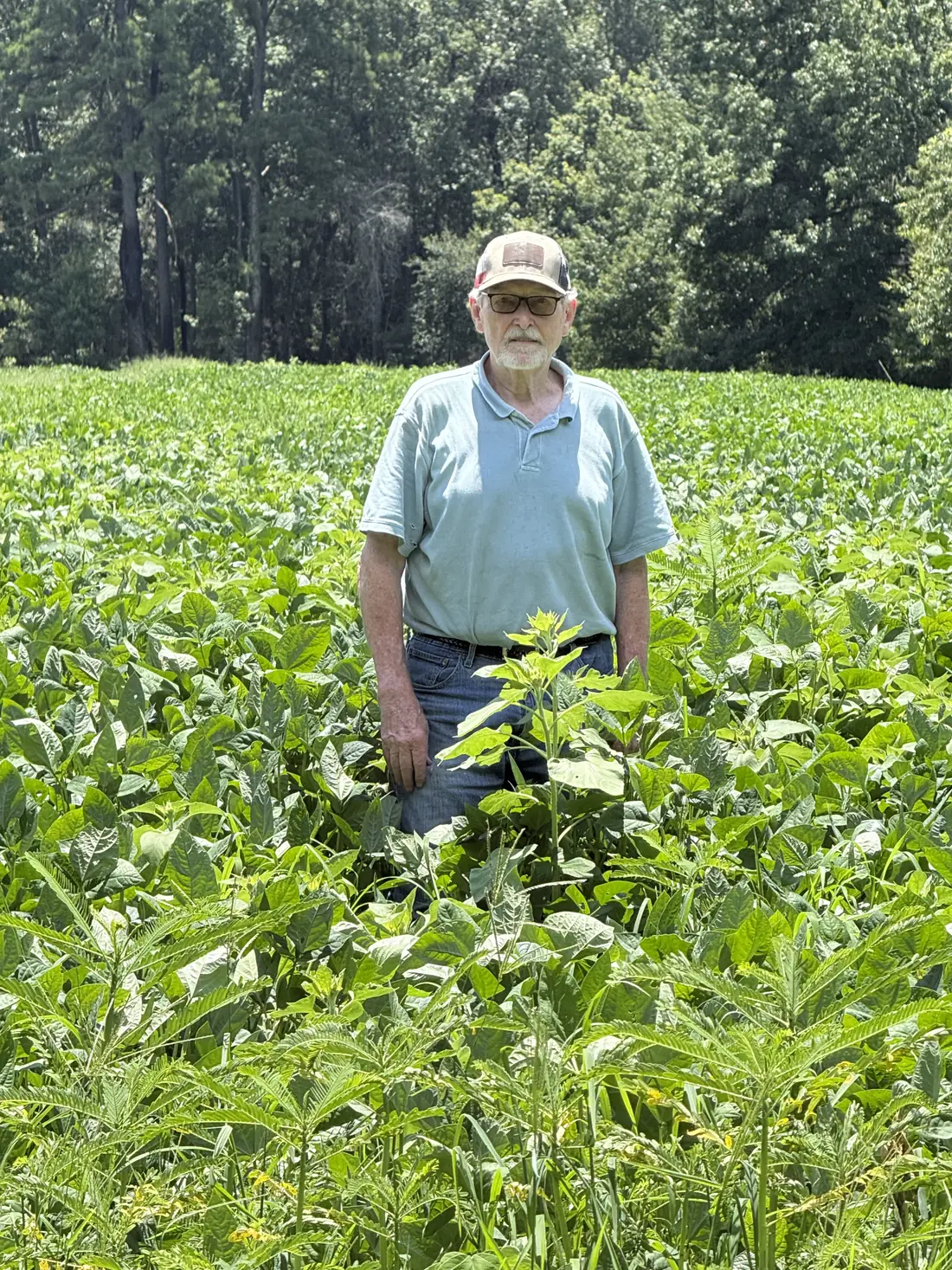 Summer food plot growing chest-high