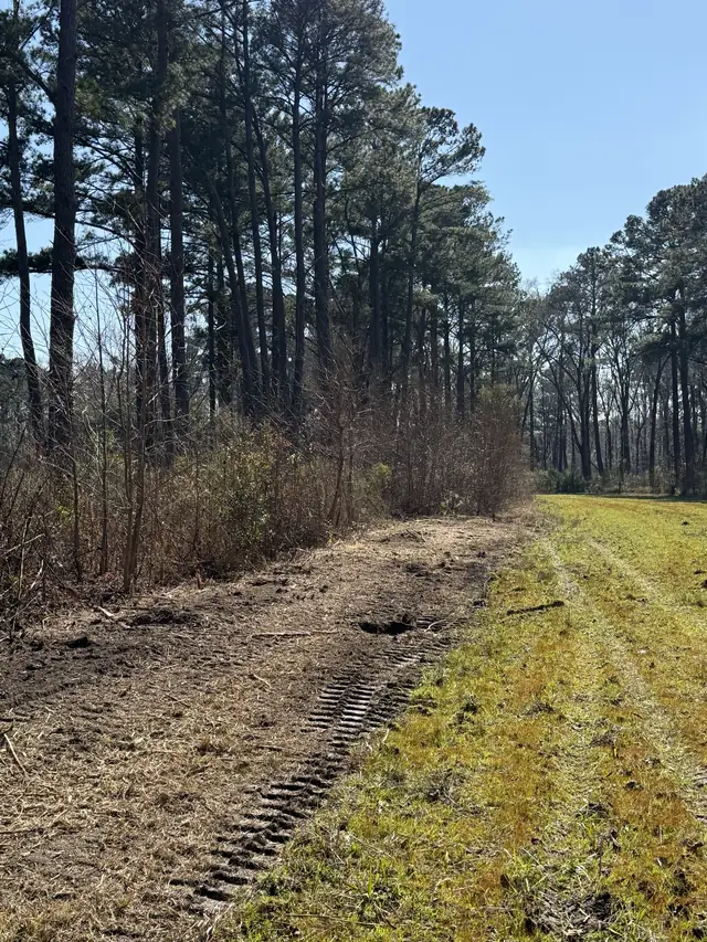 Lot Clearing in Charleston, SC