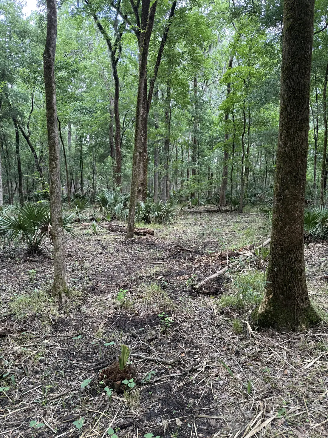 Cleared understory with oaks and pines standing clean